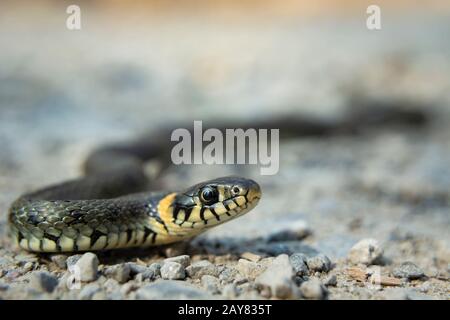 Primo piano di un bel serpente d'erba Foto Stock