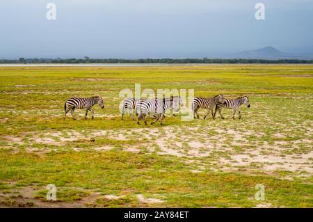 Diverse le zebre che pascolano nella savana di Amboseli Parco del Kenya Foto Stock