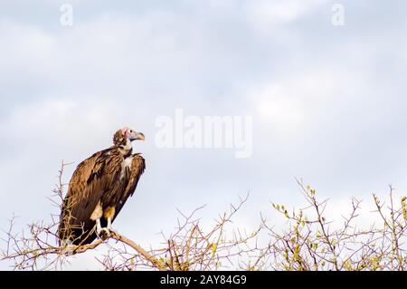 Il vendicatore di Vulture posò sulla cima di un'acacia nel parco di Masai Mara Foto Stock