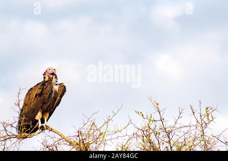 Il vendicatore di Vulture posò sulla cima di un'acacia nel parco di Masai Mara Foto Stock