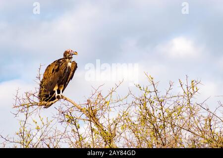 Il vendicatore di Vulture posò sulla cima di un'acacia nel parco di Masai Mara Foto Stock