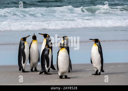Gruppo di pinguini reali, Aptenodytes patagonicus, sulla spiaggia al collo, Saunders Island, Falkland Islands, British Overseas Territory Foto Stock
