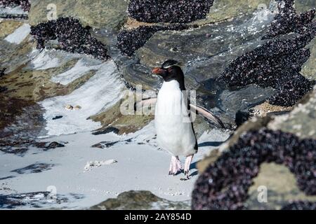 Pinguino del Rockhopper del sud, Eudyptes (crissocome) crissocome, saltando al collo dell'isola di Saunders, Isole Falkland, Oceano Atlantico del sud Foto Stock