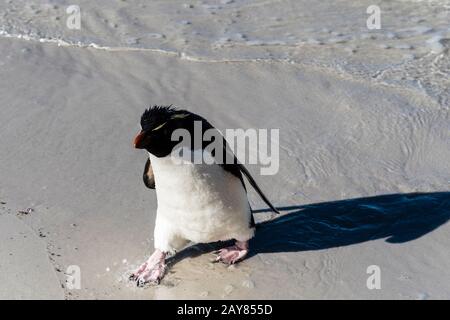 Sud Rockhopper Penguin, Eudyptes (crisocome) crisocome, a piedi sulla spiaggia, Saunders Island, Falkland Islands, South Atlantic Ocean Foto Stock