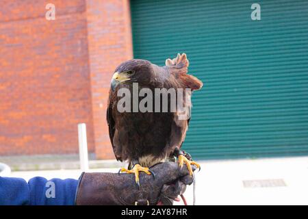 Un falco di Harris, Parabuteo unicinctus, arroccato su un guanto da falchi. Essex, Regno Unito Foto Stock