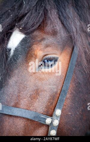 Ritratto di un cavallo marrone che ti guarda, primo piano, sguardo animale Foto Stock
