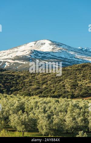 Alberi di olivo piantagione e Sierra Nevada vette innevate, Spagna Foto Stock