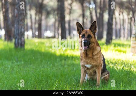 Pastore Tedesco dog sitter in foresta Foto Stock