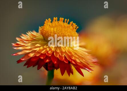 Beautfiul margherite eterno Foto Stock