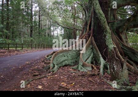 Grande fico albero sul lato di una strada tranquilla sull'isola di Norfolk Foto Stock