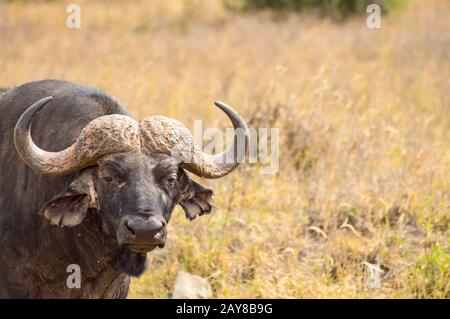 Bufalo isolato nella savana paesaggio del Parco di Nairobi in Kenya Foto Stock