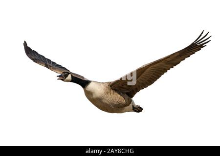 Volare e urlare Canada oca isolato su bianco Foto Stock