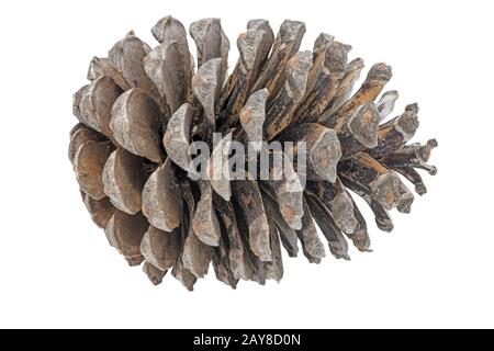Grande cono di pino aperto isolato su bianco Foto Stock