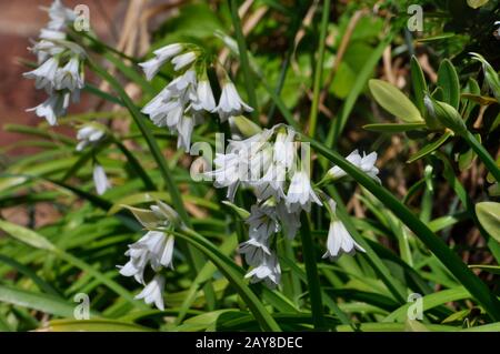 Tre cornered Leek, 'Allium triquetrum' fiori bianchi, steli con tre angoli, non nativo, invasivo, primavera nel sud dell'Inghilterra. REGNO UNITO Foto Stock
