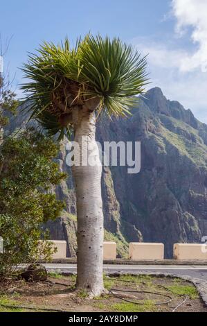 Isolato Palm tree sulla strada di fronte alle montagne della Valle Masca in Tenerife Foto Stock