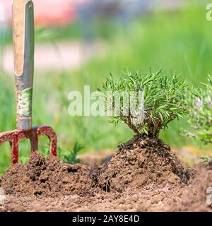 Piantare una pianta di lavanda in un letto di giardino con una spiade bloccata nel terreno. Foto Stock