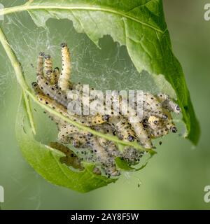 I caterpilastrs del fossato del nastro nei loro cobwebs su una foglia Foto Stock