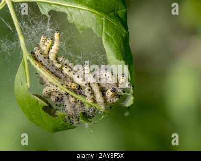 I caterpilastrs del fossato del nastro nei loro cobwebs su una foglia Foto Stock