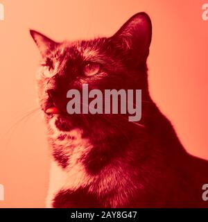 Ritratto isolato color arancio di un gatto tortoiseshell con un'espressione sul suo volto Foto Stock