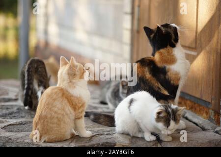 Cat mamma e i suoi gattini carino seduto all'aperto vicino porta. Animali domestici. Foto Stock