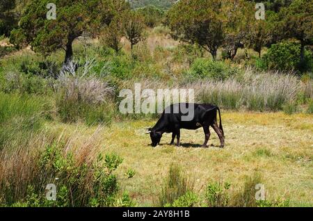 Bovini di razza libera - Rondinara - Corsica Foto Stock