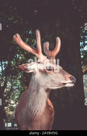 Cervi Sika a Nara il parco forestale, Giappone Foto Stock