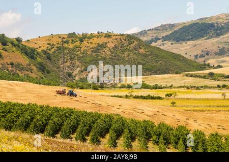 Contadini che raccolgono balle di paglia nella campagna siciliana con sullo sfondo Foto Stock