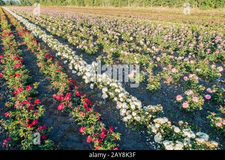 Vista aerea dei colorati campi di rose Foto Stock