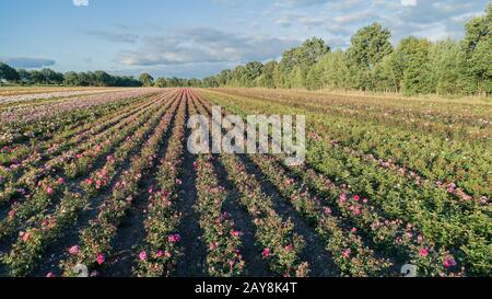 Vista aerea dei colorati campi di rose Foto Stock