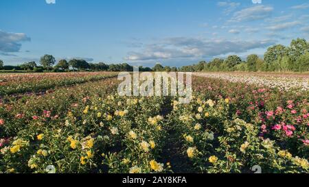 Vista aerea dei colorati campi di rose Foto Stock