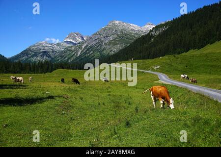 Paesaggio alpino, mucche, Austria, alpi, Europa, Foto Stock