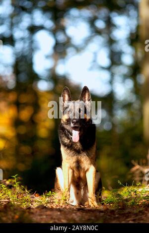 Attento shepard tedesco cane ritratto con autunno sfondo colorato Foto Stock