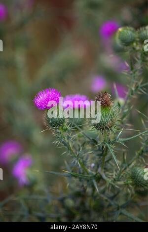 Colistola di lana, pianta di eriophorum di Cirsium Foto Stock