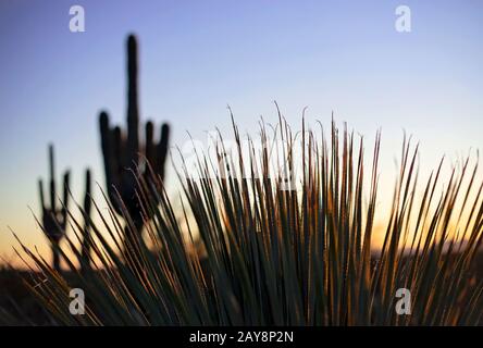 Cactus Palm nel deserto dell'Arizona. Foto Stock