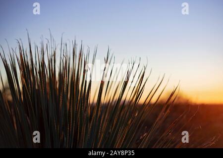 Cactus Palm nel deserto dell'Arizona. Foto Stock