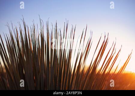 Cactus Palm nel deserto dell'Arizona. Foto Stock