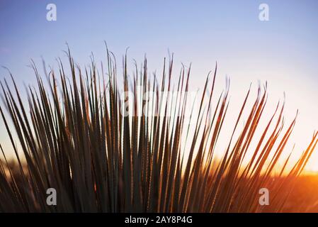 Cactus Palm nel deserto dell'Arizona. Foto Stock