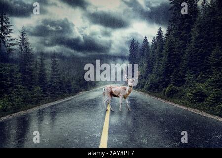 Tempesta di pioggia sulla strada. Deer in piedi in mezzo alla strada. Foto Stock