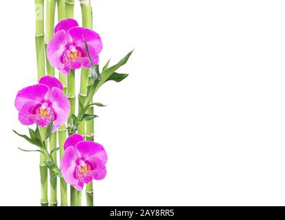 Bambù fortunato e tre orchidee fiore su sfondo bianco Foto Stock