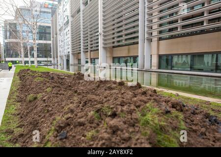 Letto in erba danneggiato, ufficio domestico, Marsham Street, Londra, Regno Unito Foto Stock