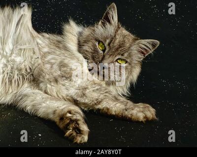 Un gatto angora turco grigio con occhi verdi Foto Stock