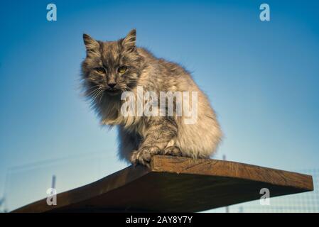 Un gatto angora turco grigio con occhi verdi Foto Stock