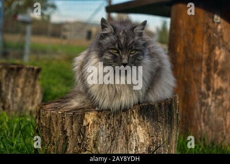 Un gatto angora turco grigio con occhi verdi Foto Stock