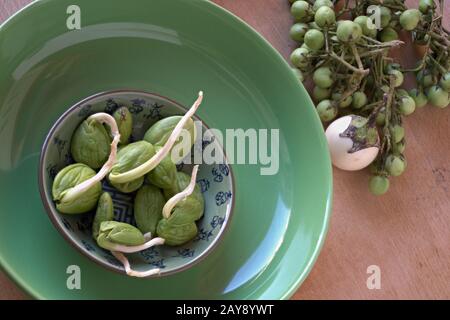 Fagioli germinanti Foto Stock