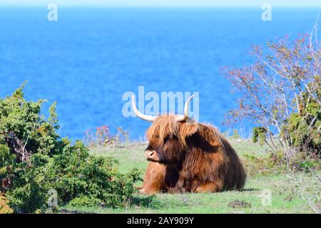 Bestiame di Highland su un pascolo Foto Stock