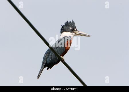 Dominica, uccelli, Kingfisher, Martin pescatore, Ceryle serrato Foto Stock