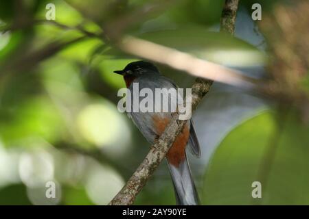 Uccelli di Dominica Foto Stock