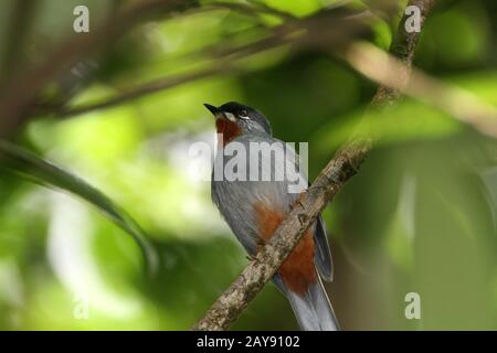 Uccelli di Dominica Foto Stock