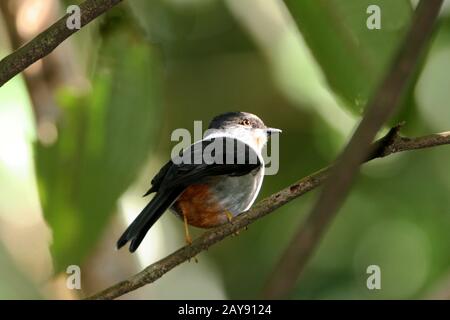 Uccelli di Dominica Foto Stock