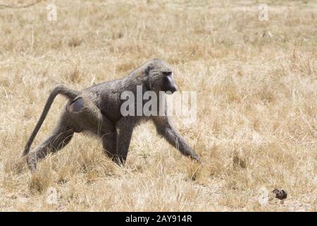 Maschio di babbuino anubis camminando tra erba secca sulla savana in stagione secca Foto Stock